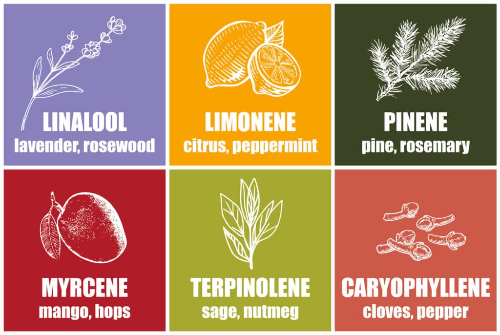 the different natural-existing terpenes α-pinene β-pinene 3-carene limonene carotene hemp terpenes of cannabis cbd active cbd