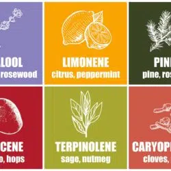 the different natural-existing terpenes α-pinene β-pinene 3-carene limonene carotene hemp terpenes of cannabis cbd active cbd