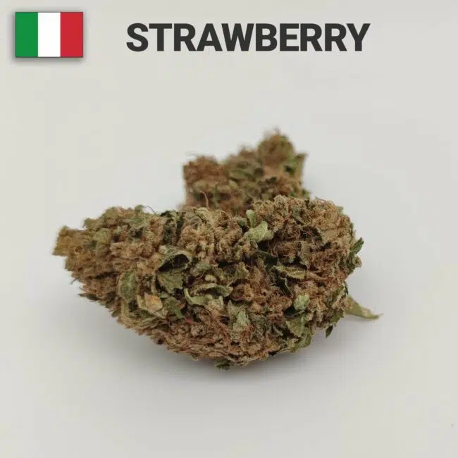strawberry cbd production italie par active cbd